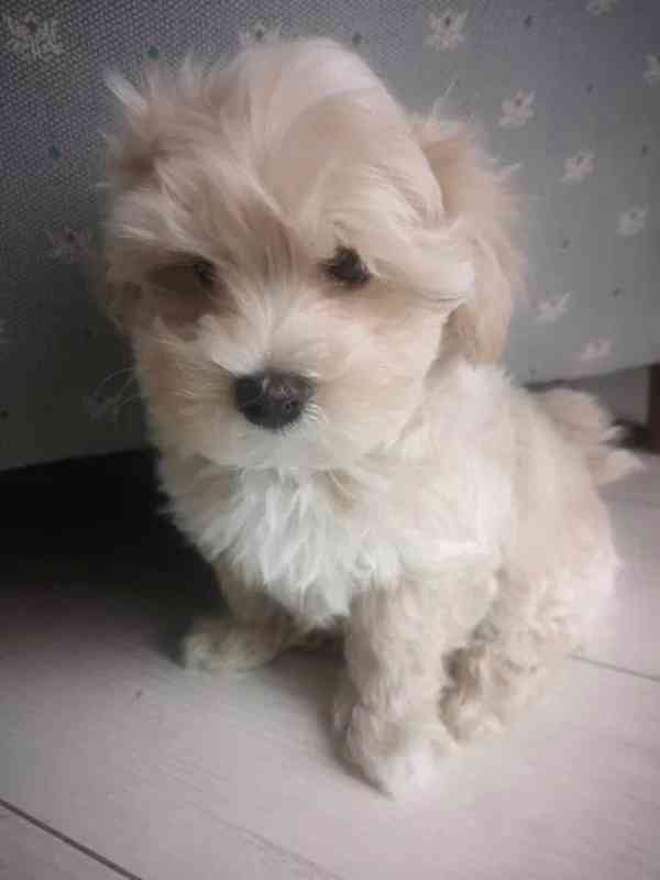 Maltipoo / Toy Pudl / Psi  - foto 8