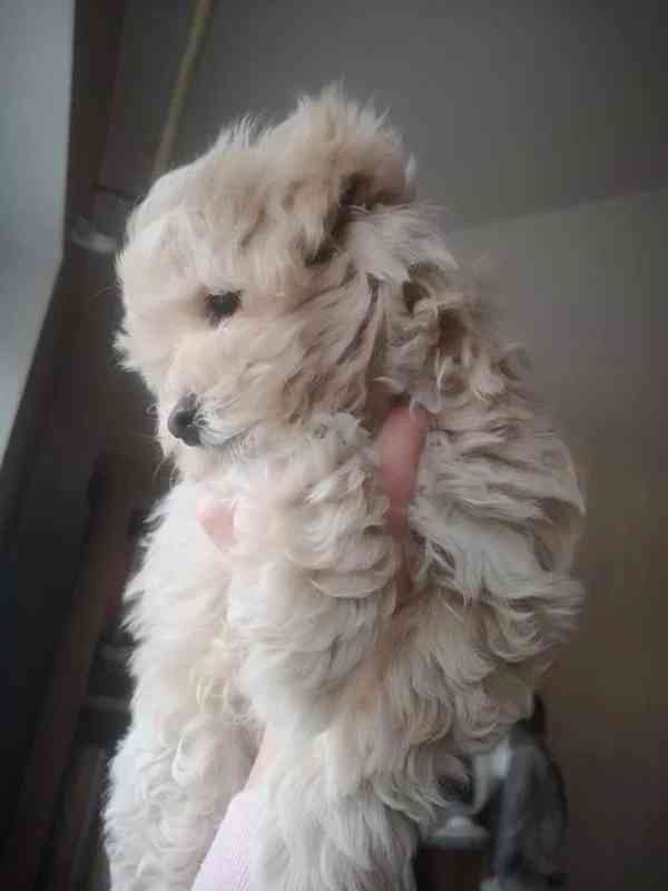 Maltipoo / Toy Pudl / Psi  - foto 4