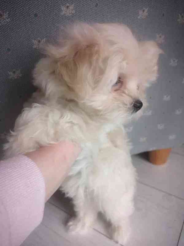 Maltipoo / Toy Pudl / Psi  - foto 5