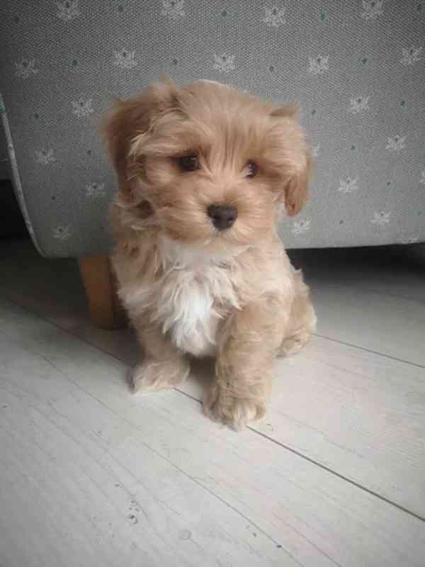 Maltipoo / Toy Pudl / Psi  - foto 2