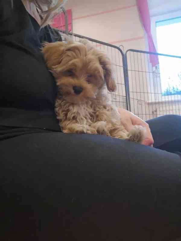 Maltipoo / Toy Pudl / Psi  - foto 3