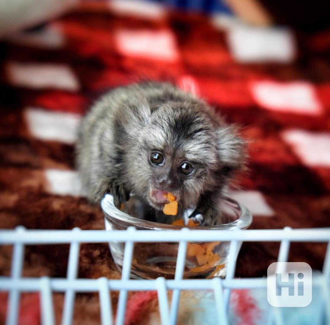 Unikátní opice kosmani k adopci - foto 1