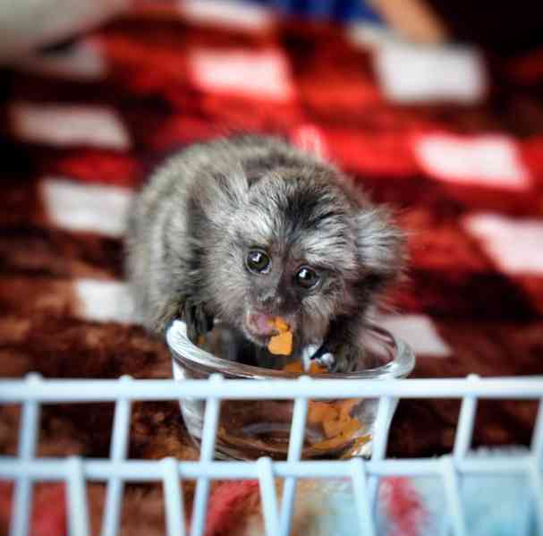 Unikátní opice kosmani k adopci - foto 1