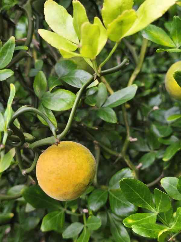 Plody venkovního citrusu Poncirus trifoliata - foto 8