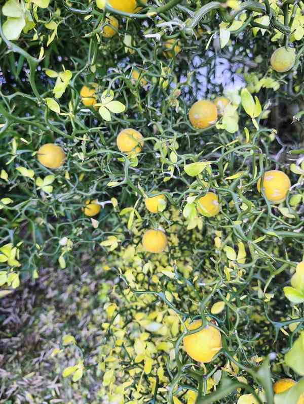 Plody venkovního citrusu Poncirus trifoliata - foto 12