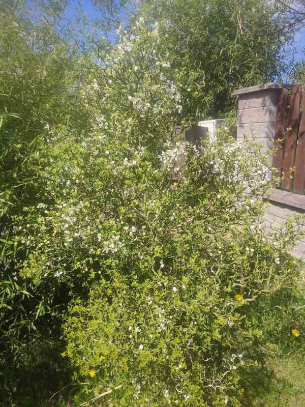 Plody venkovního citrusu Poncirus trifoliata - foto 2