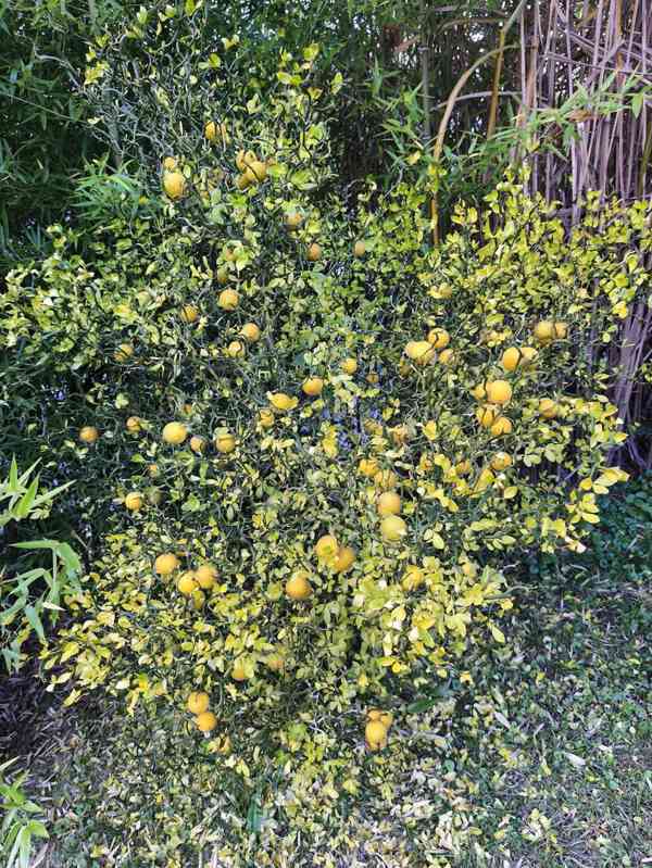 Plody venkovního citrusu Poncirus trifoliata - foto 10