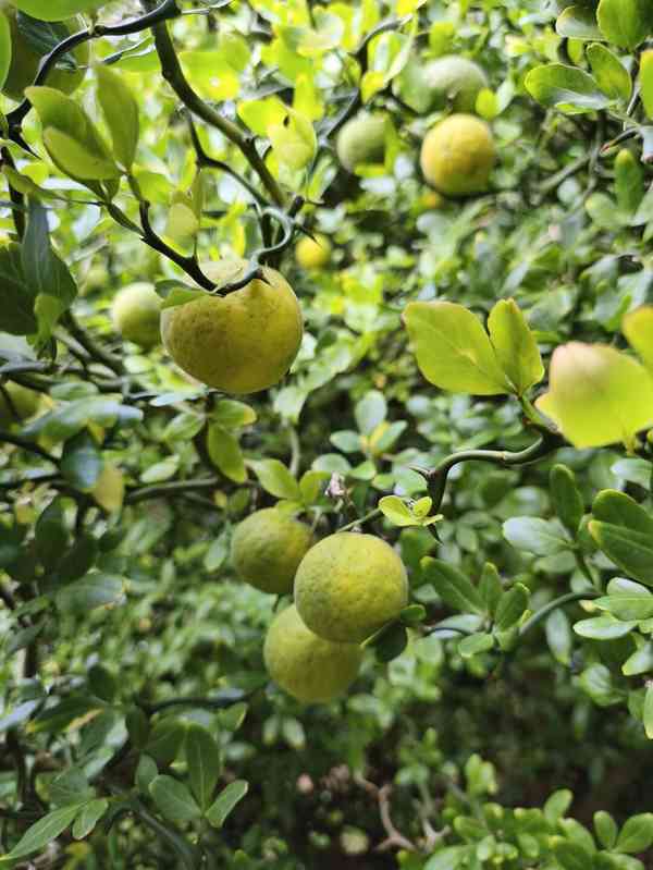 Plody venkovního citrusu Poncirus trifoliata - foto 7