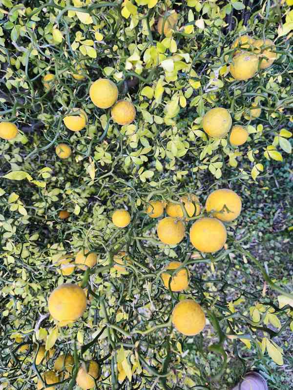 Plody venkovního citrusu Poncirus trifoliata - foto 11