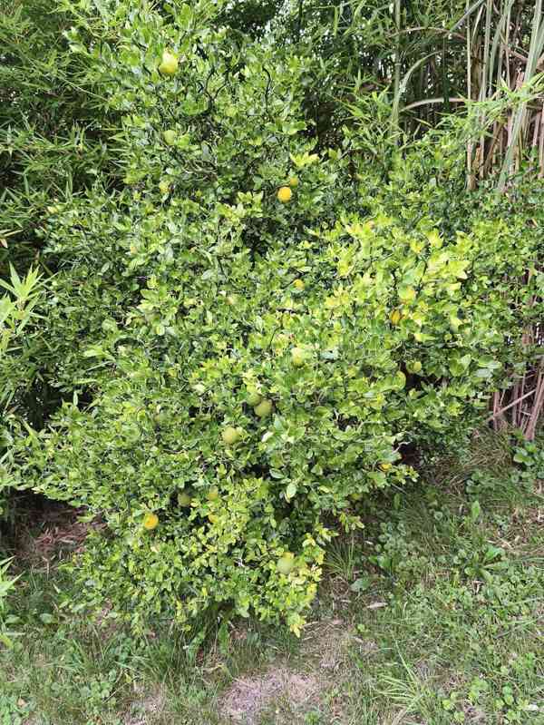 Plody venkovního citrusu Poncirus trifoliata - foto 6