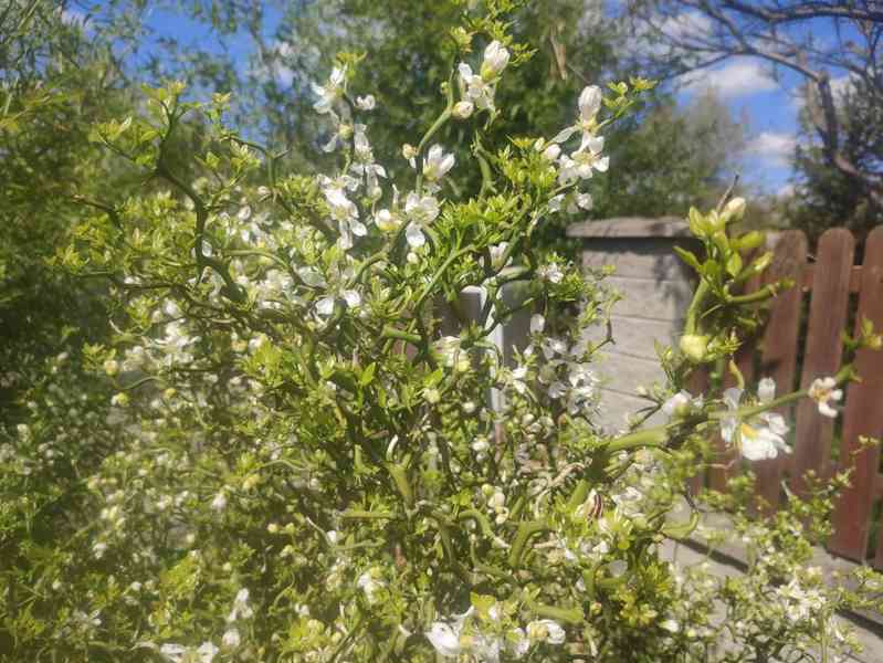 Plody venkovního citrusu Poncirus trifoliata - foto 3