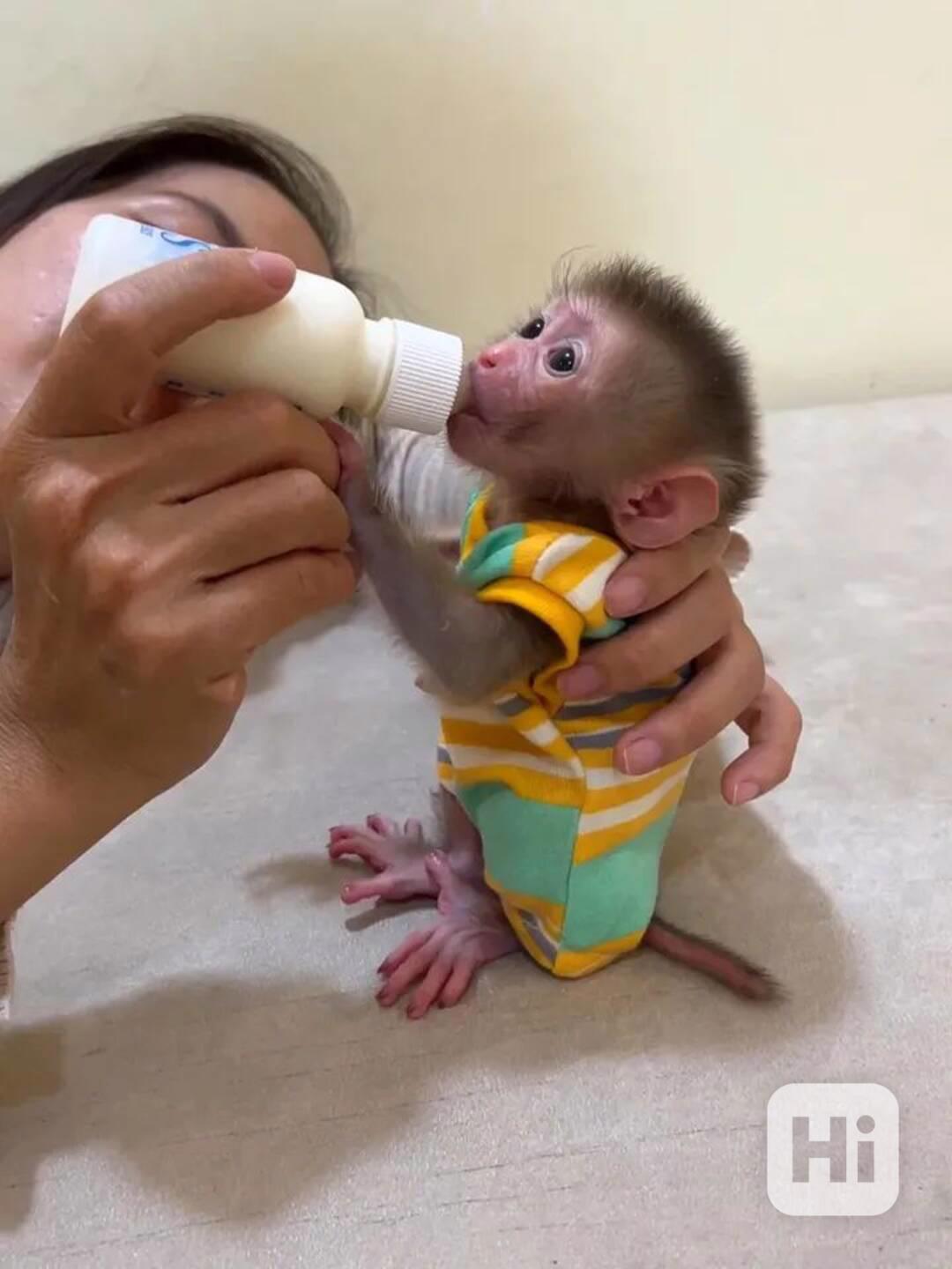 Kapucínské opice k adopci - foto 1