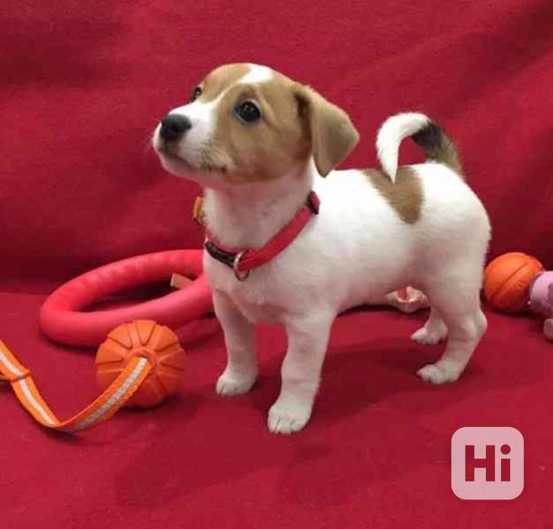 Štěňata jack russella - foto 1