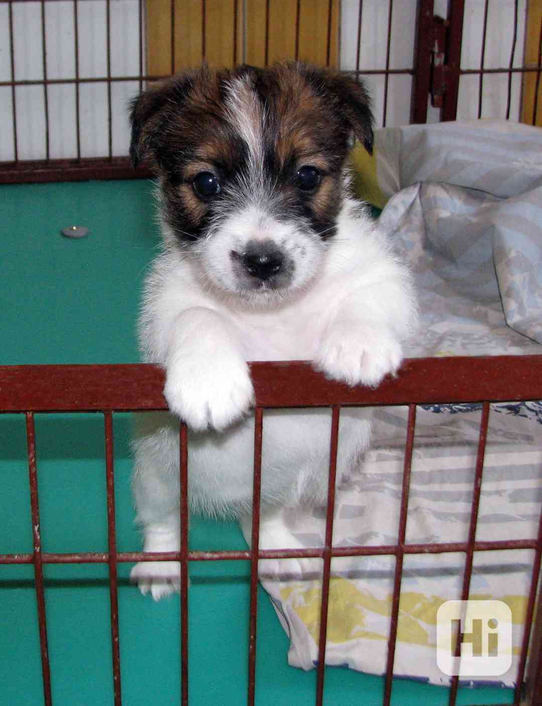 Roztomilá a hravá fenka Jack Russell teriéra s PP k rezervac - foto 1