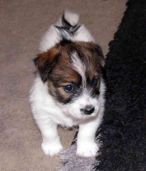 Roztomilá a hravá fenka Jack Russell teriéra s PP k rezervac - foto 3