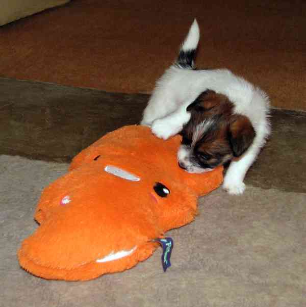 Roztomilá a hravá fenka Jack Russell teriéra s PP k rezervac - foto 2