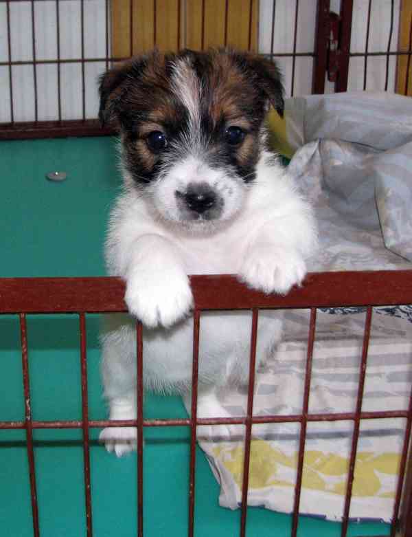 Roztomilá a hravá fenka Jack Russell teriéra s PP k rezervac - foto 1