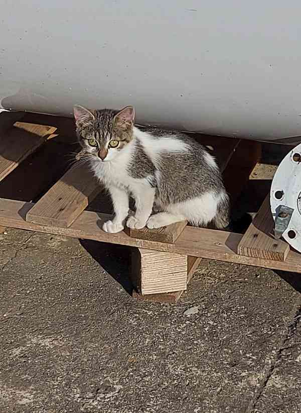 Mourovatá kočička - kotě - ZDARMA - DOVEZEME - foto 1