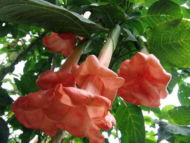 Řízek Brugmansia Angels Honeymoon - Andělská trumpeta - foto 1