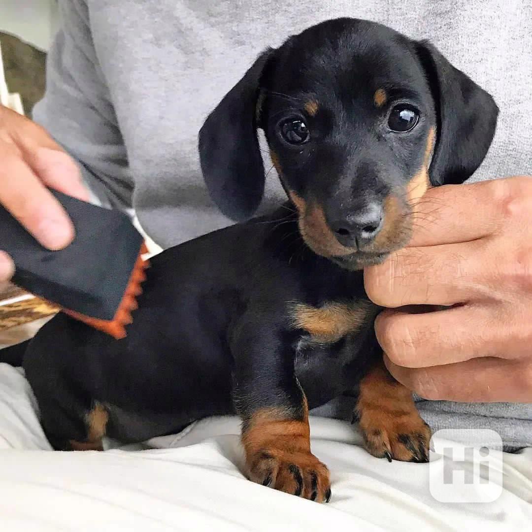 Jezevčík hladkosrstý trpasličí - foto 1