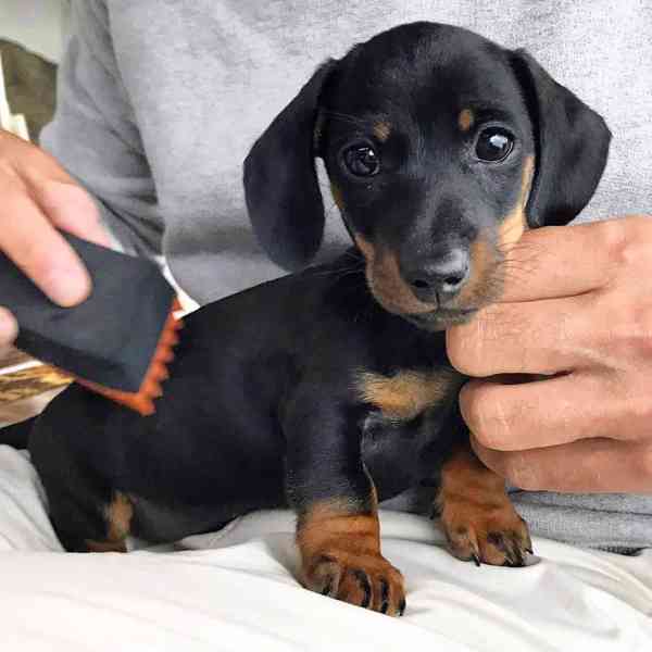 Jezevčík hladkosrstý trpasličí - foto 1