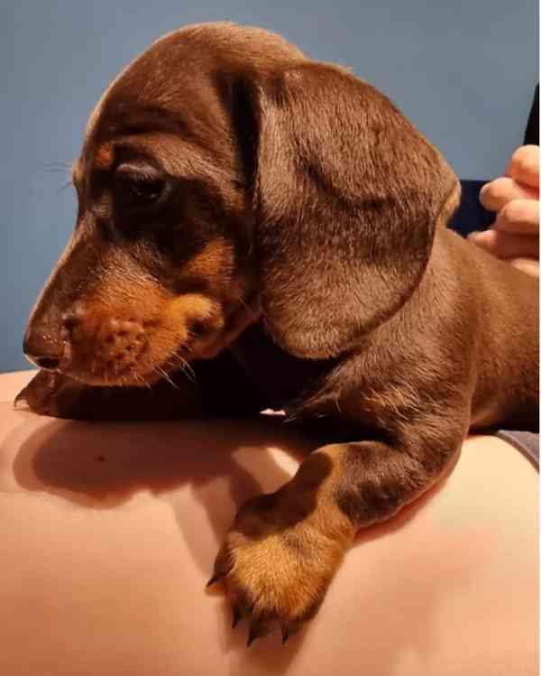 Jezevčík hladkosrstý trpasličí - foto 2