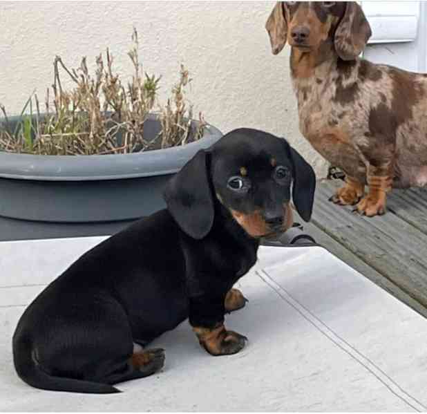 Jezevčík hladkosrstý trpasličí - foto 4