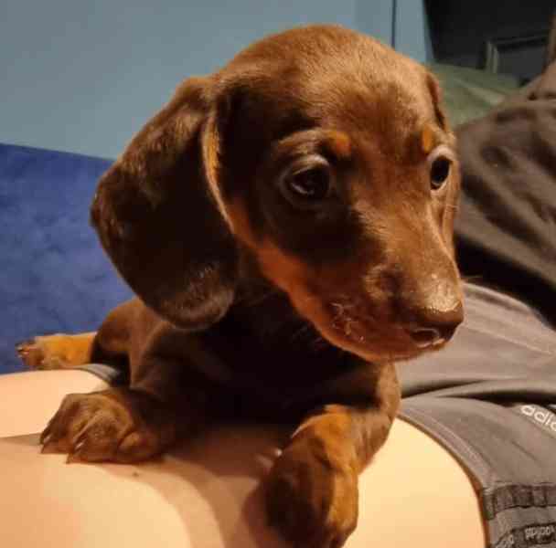 Jezevčík hladkosrstý trpasličí - foto 3