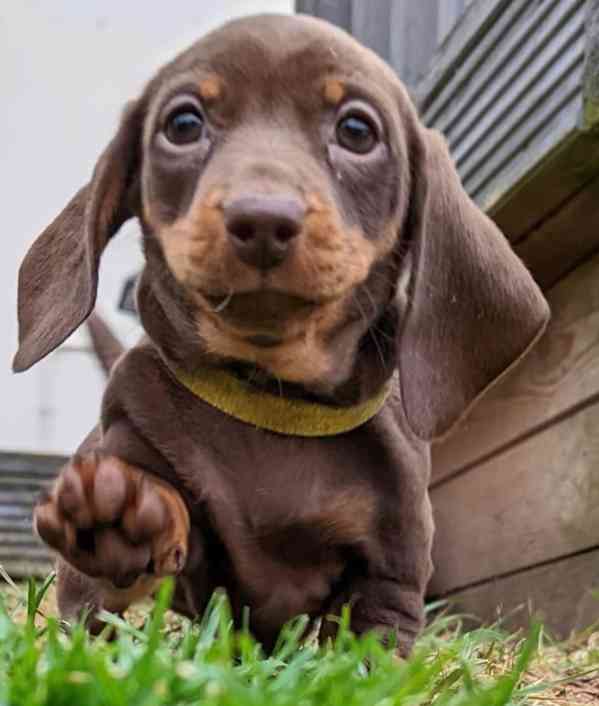 Jezevčík hladkosrstý trpasličí - foto 5