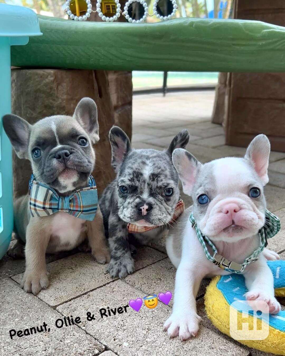 🐶 Krásná štěňata francouzského buldočka - foto 1