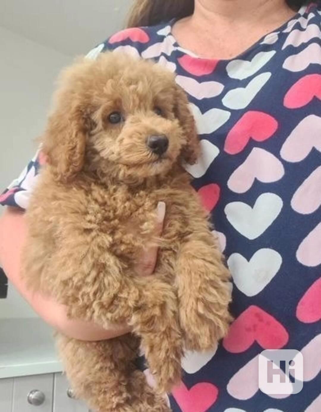 Štěňata hračkářského pudla Humble jsou ihned k dispozici - foto 1