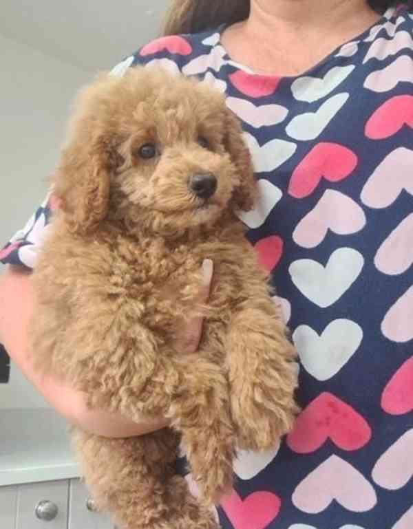 Štěňata hračkářského pudla Humble jsou ihned k dispozici - foto 1