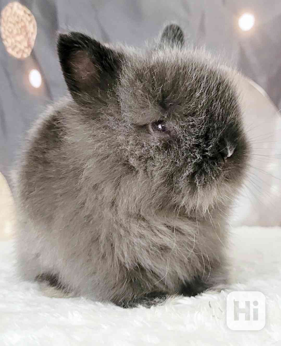 Zakrslý králík Teddy - foto 1