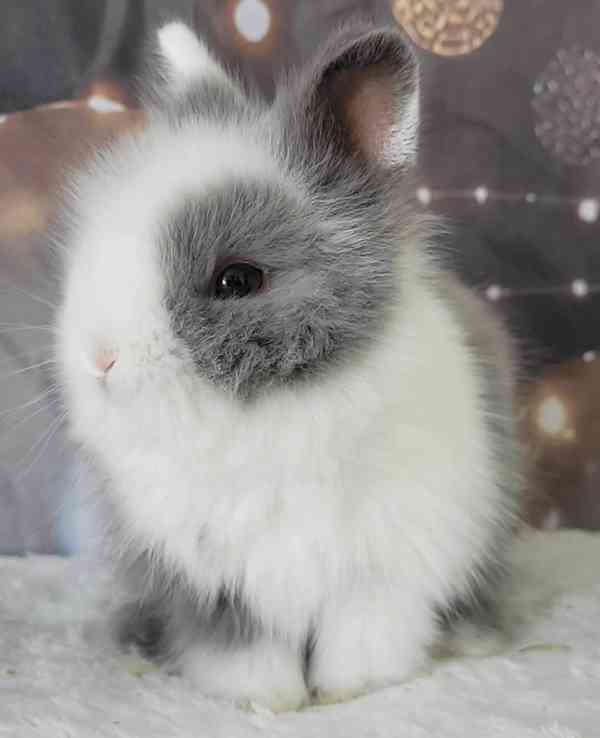 Zakrslý králík Teddy - foto 1