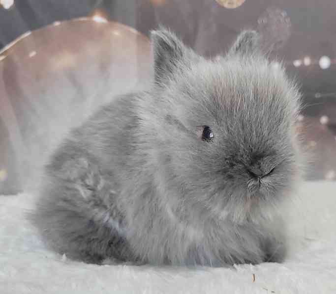 Zakrslý králík Teddy - foto 2