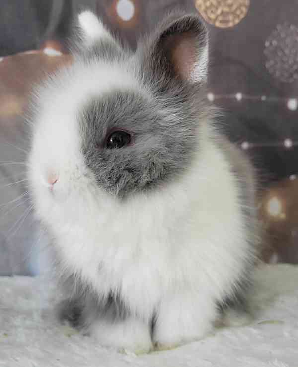 Zakrslý králík Teddy - foto 3