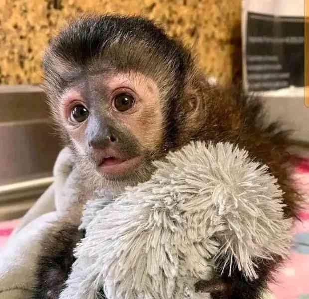  Socializovaný kapucínský přítel - foto 1