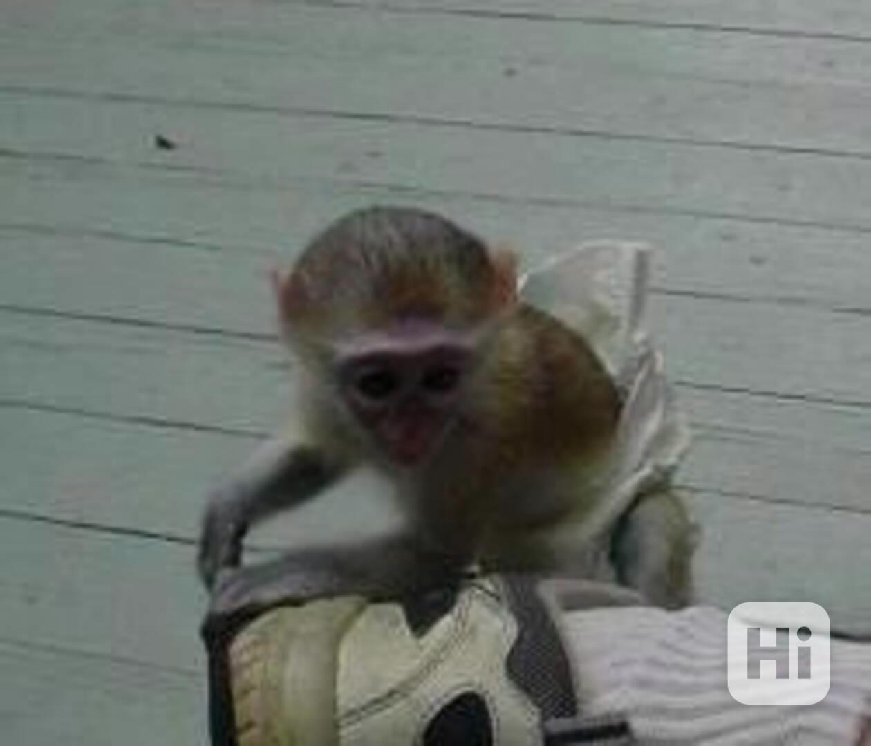 Nádherná a krásná kapucínská opice - foto 1