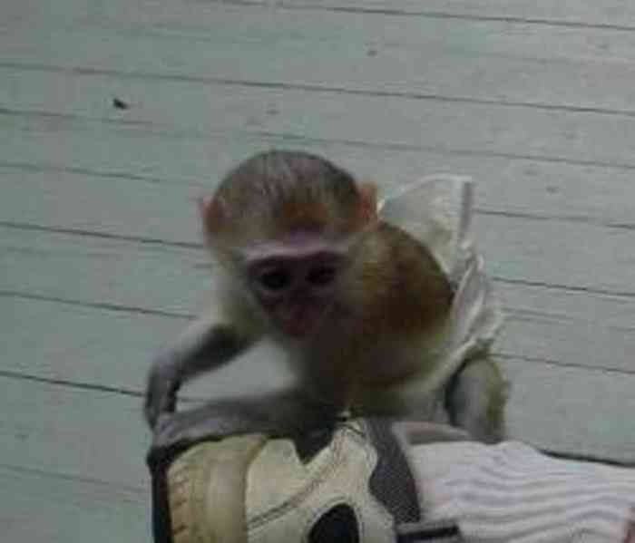 Nádherná a krásná kapucínská opice - foto 1