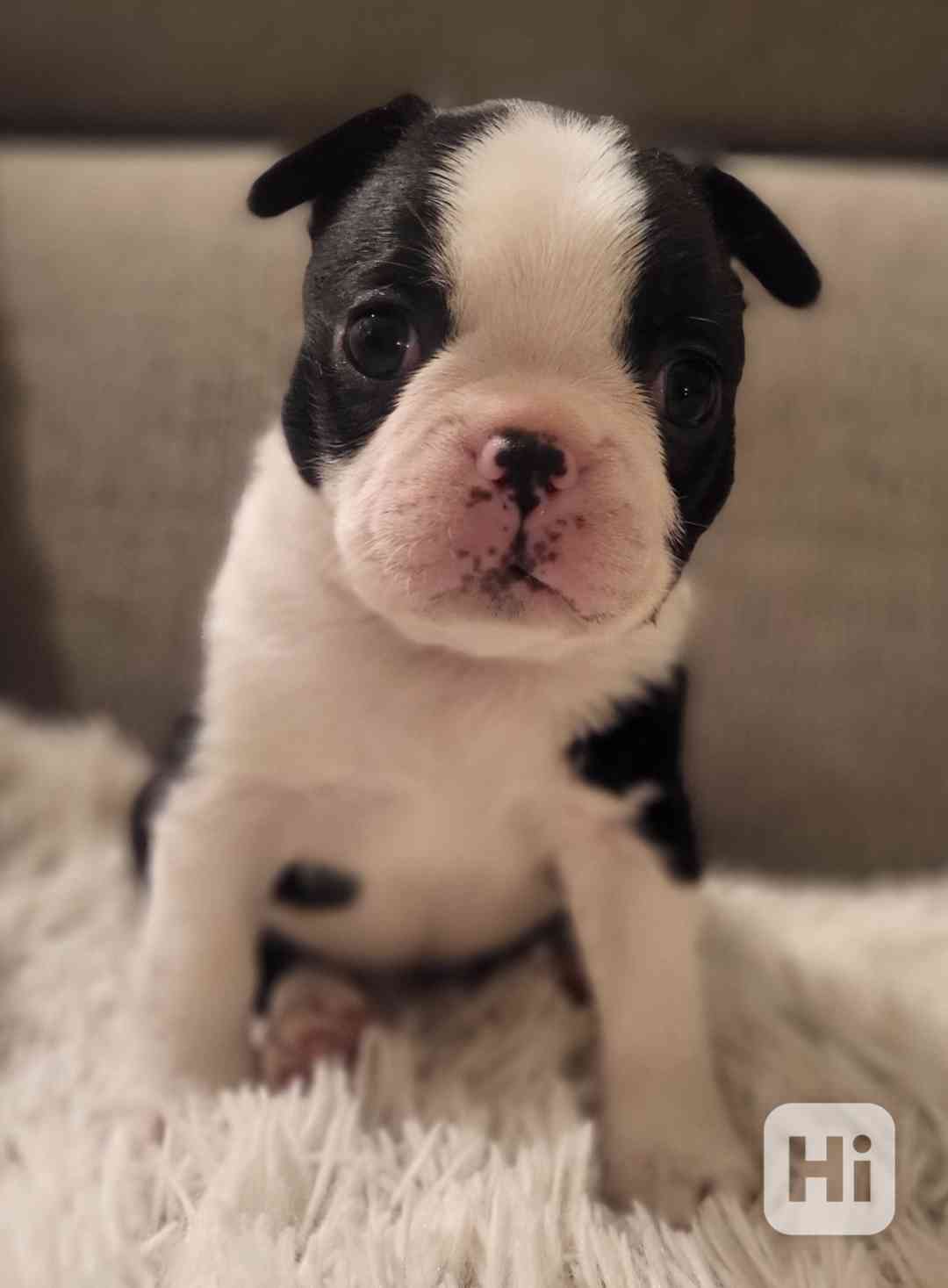 Bostonský teriér štěňátka s PP FCI  - foto 1