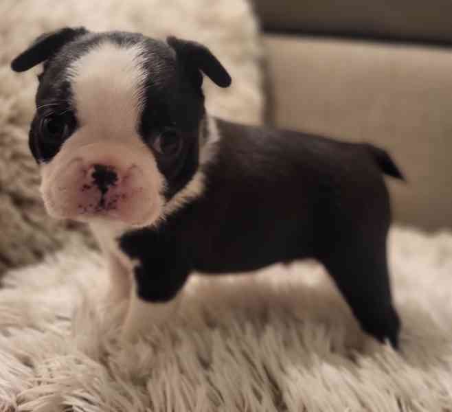 Bostonský teriér štěňátka s PP FCI  - foto 2