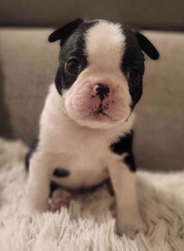 Bostonský teriér štěňátka s PP FCI  - foto 1