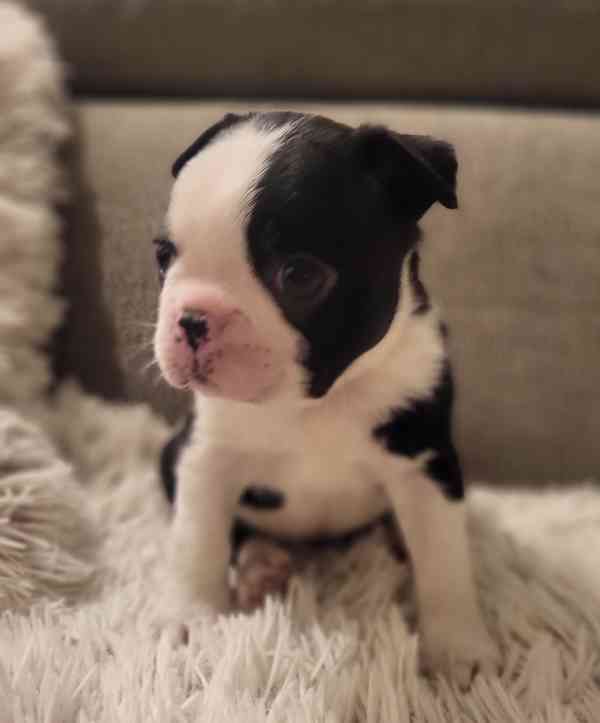 Bostonský teriér štěňátka s PP FCI  - foto 3