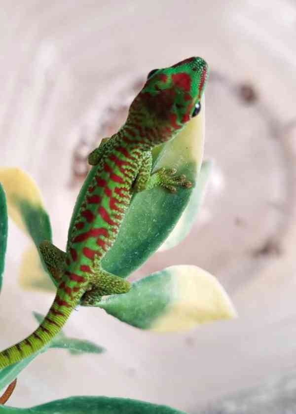 Felsuma madagaskarská grandis - foto 4