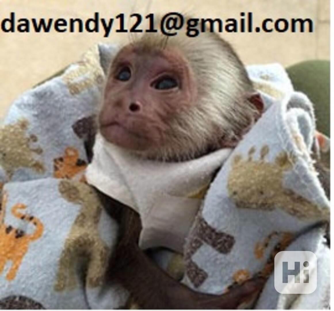 Prodám veselá mláďata kapucínských opic. - foto 1