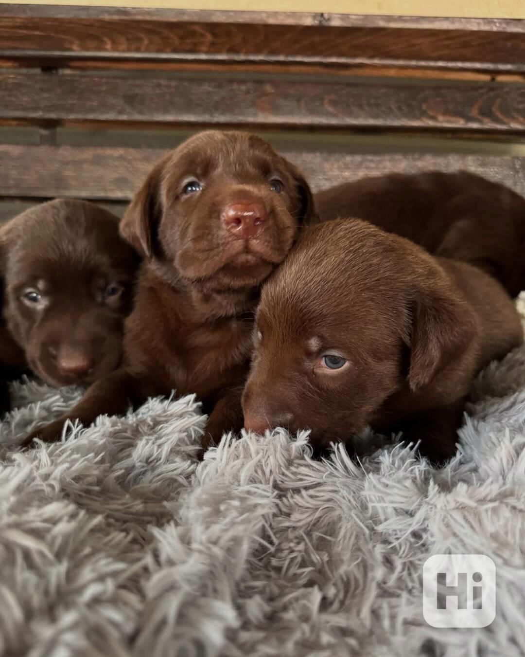 Čistokrevný labrador - foto 1