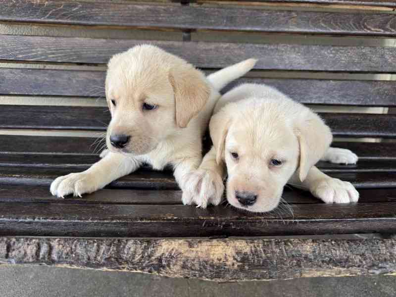Čistokrevný labrador - foto 4