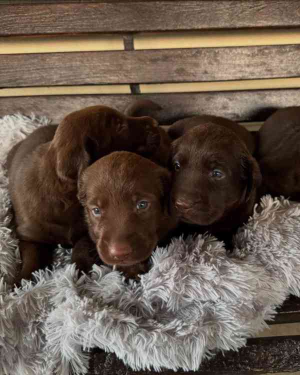 Čistokrevný labrador - foto 2