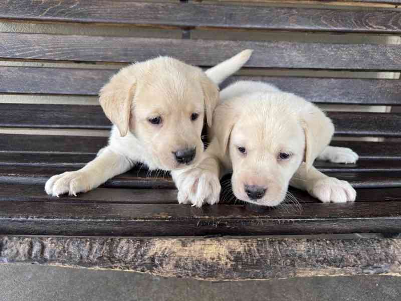 Čistokrevný labrador - foto 3