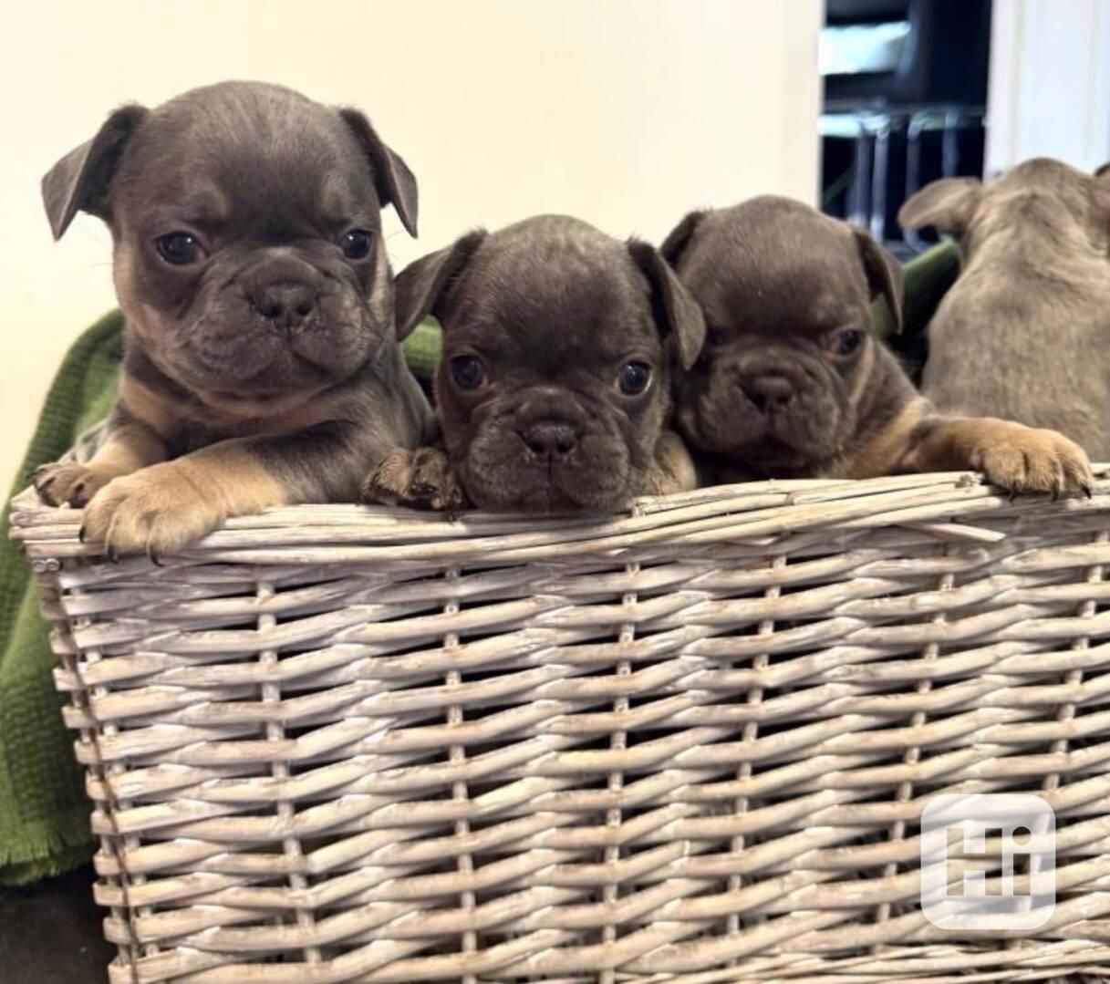 Francouzsky buldocek prodej  - foto 1